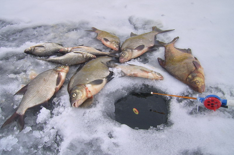 рыбалка зимой ловля леща