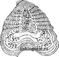 Определение возраста рыбы