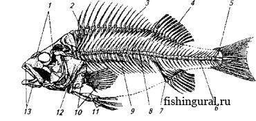 Опорно-двигательный аппарат рыбы