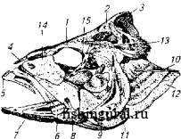 Опорно-двигательный аппарат рыбы