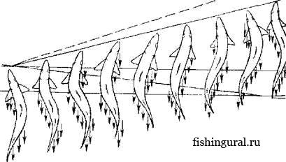 Мышцы рыб