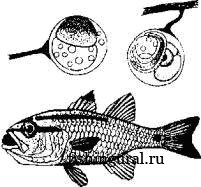 Внутриутробное развитие при внутреннем оплодотворении у рыб