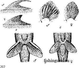 Дифференциация полов у рыб