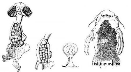 Внутриутробное развитие при внутреннем оплодотворении у рыб