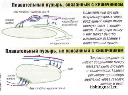 Плавательный пузырь у рыб