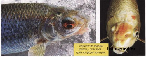 Рыба и радиация