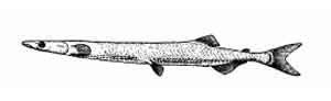 Лапша-рыба, саланкс