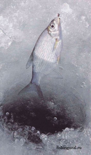 Зимняя рыбалка. Опыт ловли на реках