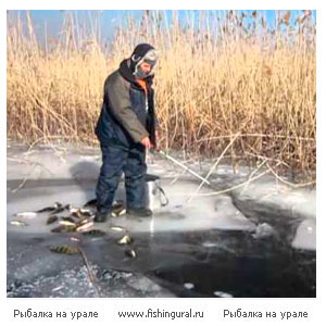 Тактика ловли окуня на балансир