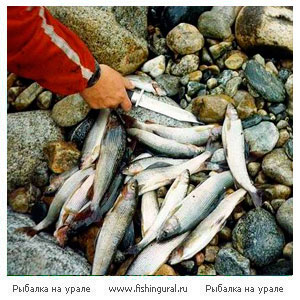 Рыбалка на реке Светлая