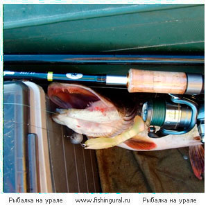 Факторы, влияющие на успех ловли рыбы на спиннинг