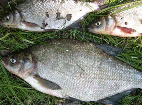 Специфика рыбалки на реке Волга