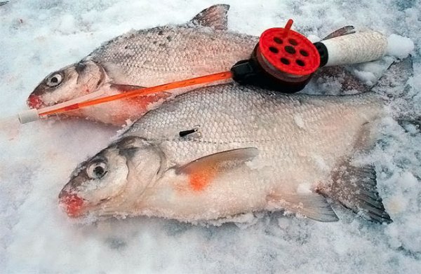 Прикармливание рыбы при подлёдной ловле