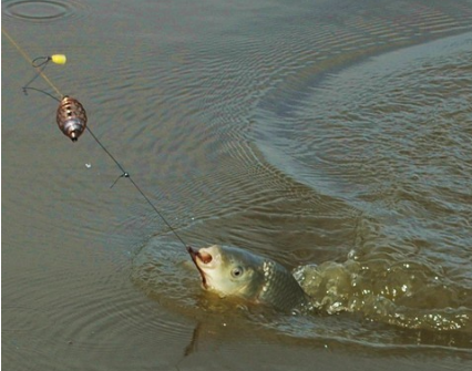 Ловим рыбу на поплавок