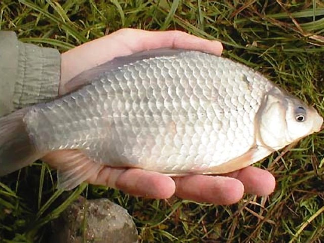 Серебряный карась рыбалка. Carassius auratus серебряный карась. Серебряный карась (Carassius gibelio). Карась золотой Carassius Carassius. Карась Буффало.