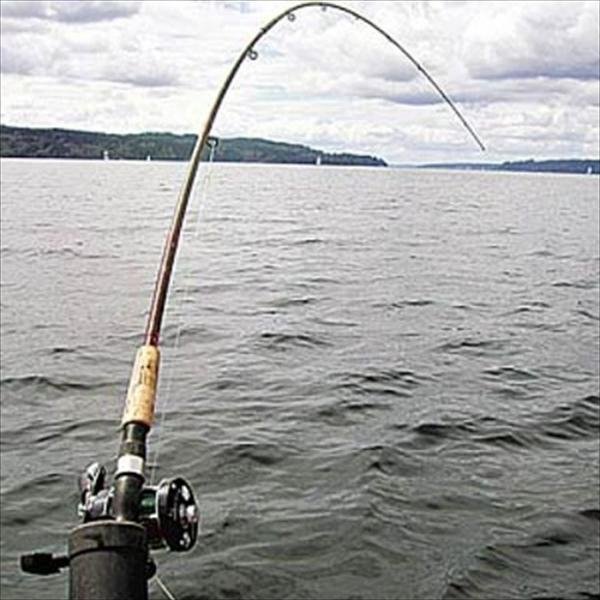 Первая ловля рыбца