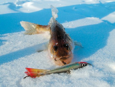 Как ловить судака по первому льду