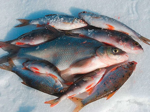 Зимняя ловля рыбы на Волге