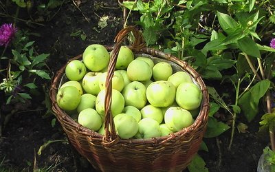 хранение урожая яблок