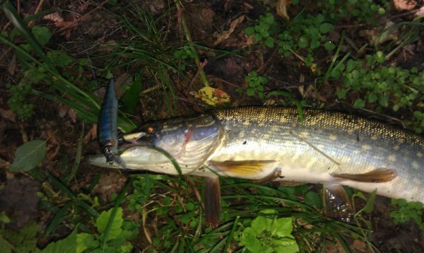 Воблер MEGABASS ITO SHINER