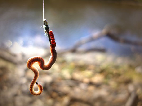 Легкий способ добыть червей для рыбалки