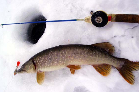 Зимняя рыбалка: выбор удочки