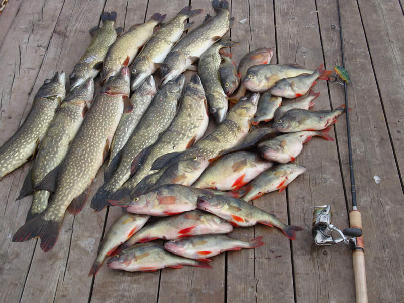 Ловим рыбу на волге
