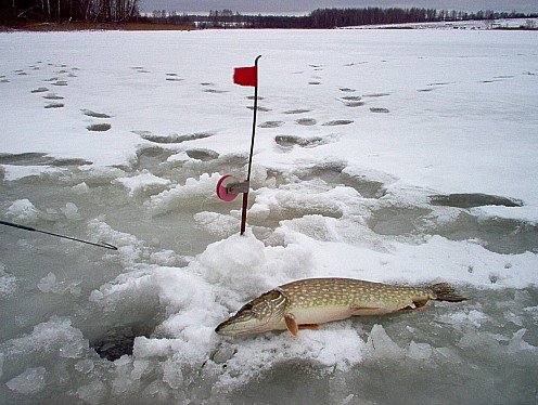 Ловля щуки зимой