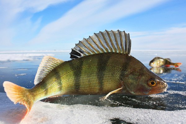 В какую погоду лучше клюет рыба зимой - Ответы для новичков