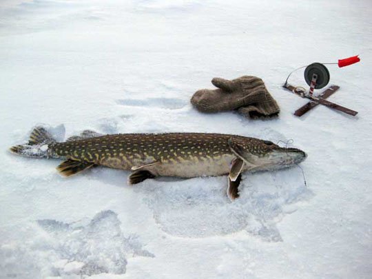 Ловля щуки на льду