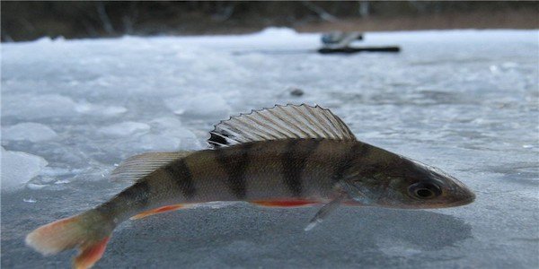 Рыбалка на окуня зимой