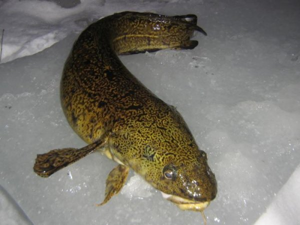 Проблемы рыбалки первого льда