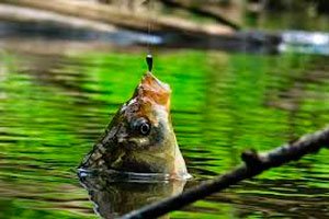 Рыбалка на подмосковных озерах