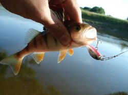 Ловись рыбка большая и маленькая… Особенности ловли окуня