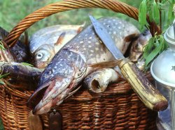 Что рыбак должен знать о ловле трофейной щуки?