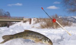 Зимняя рыбалка: Пескарь