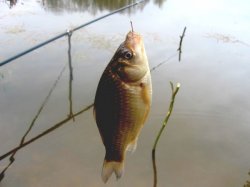 Как поймать рыбу в жару