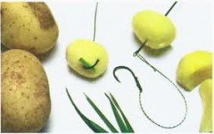 Насадка из картофеля для ловли карпа
