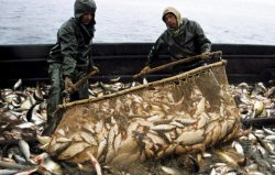 Работа рыбаком в Казахстане 