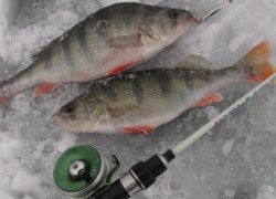 Ловля окуня зимой на водохранилище