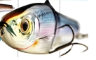 Koppers Livetarget Blue Back Herring