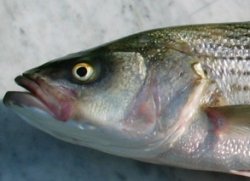 Монток. США Striped Bass