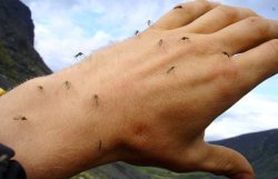 Как защититься от комаров на рыбалке 