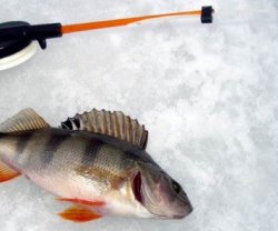 Зимние тонкости рыбалки