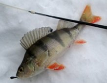 Зимняя рыбалка. Ловим окуня