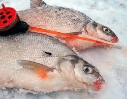 Ловля леща зимой - советы рыболовам