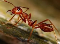 Ловля плотвы на муравьёв 