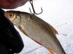 Как сохранить живца знойным летом: Советы от опытных рыболовов