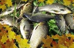 Как прикармливать рыбу осенью