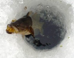 Зимняя рыбалка на ротана
